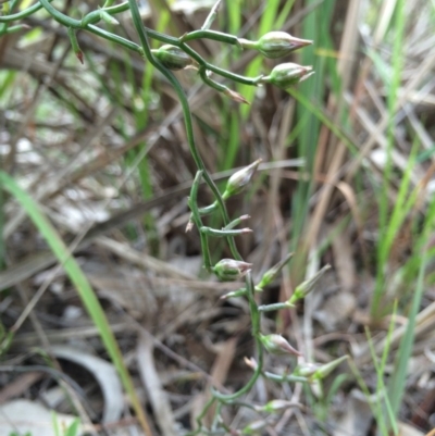 Thysanotus patersonii (Twining Fringe Lily) at Crace, ACT - 21 Oct 2014 by AaronClausen