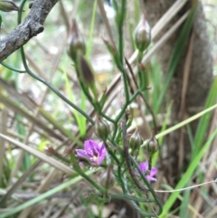 Thysanotus patersonii at Crace, ACT - 21 Oct 2014