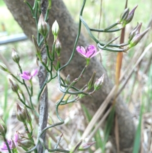 Thysanotus patersonii at Crace, ACT - 21 Oct 2014