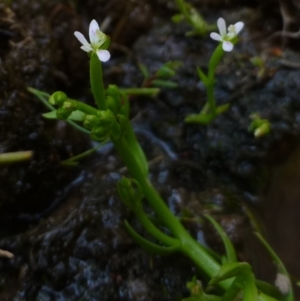 Stylidium despectum at O'Connor, ACT - 22 Oct 2014