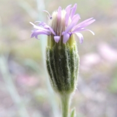 Vittadinia cuneata var. cuneata (Fuzzy New Holland Daisy) at Theodore, ACT - 17 Oct 2014 by michaelb