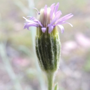 Vittadinia cuneata var. cuneata at Theodore, ACT - 18 Oct 2014