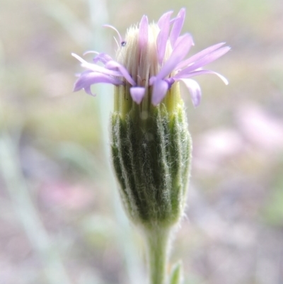 Vittadinia cuneata var. cuneata (Fuzzy New Holland Daisy) at Theodore, ACT - 17 Oct 2014 by michaelb