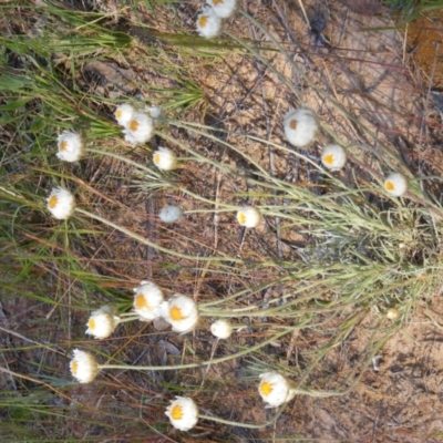 Leucochrysum albicans subsp. tricolor (Hoary Sunray) at Acton, ACT - 23 Oct 2014 by MichaelMulvaney