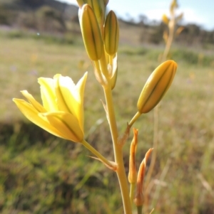 Bulbine bulbosa at Theodore, ACT - 18 Oct 2014