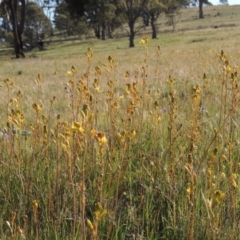 Bulbine bulbosa at Theodore, ACT - 18 Oct 2014