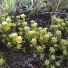 Scleranthus diander (Many-flowered Knawel) at Tuggeranong Hill - 18 Oct 2014 by michaelb