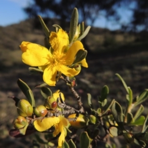 Hibbertia obtusifolia at Theodore, ACT - 18 Oct 2014 05:58 PM