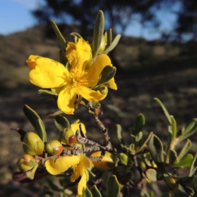 Hibbertia obtusifolia (Grey Guinea-flower) at Theodore, ACT - 18 Oct 2014 by michaelb