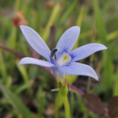 Isotoma fluviatilis subsp. australis (Swamp Isotome) at Tuggeranong DC, ACT - 18 Oct 2014 by michaelb