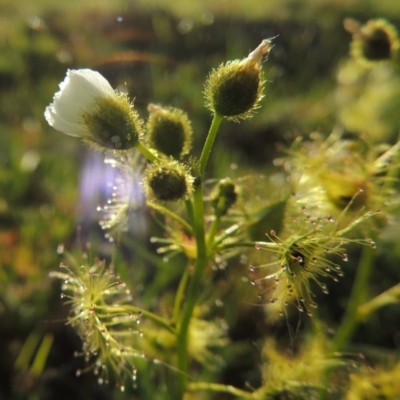 Drosera gunniana (Pale Sundew) at Tuggeranong DC, ACT - 18 Oct 2014 by michaelb