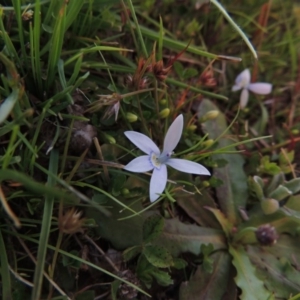 Isotoma fluviatilis subsp. australis at Tuggeranong DC, ACT - 18 Oct 2014 06:30 PM