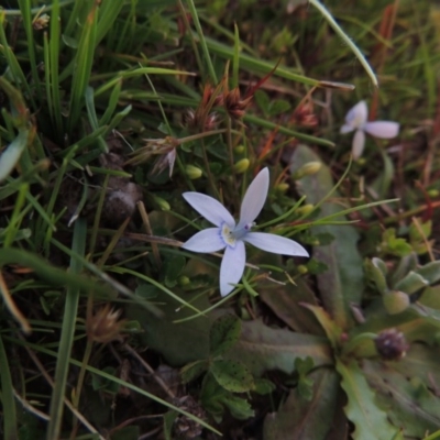 Isotoma fluviatilis subsp. australis (Swamp Isotome) at Tuggeranong DC, ACT - 18 Oct 2014 by michaelb