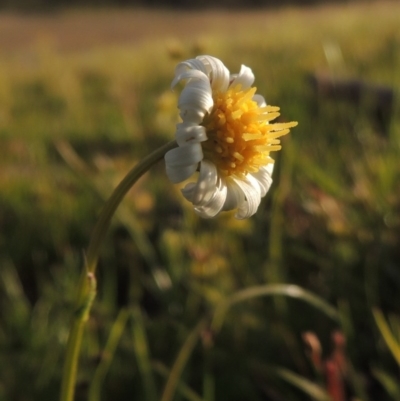 Calotis anthemoides (Chamomile Burr-daisy) at Tuggeranong DC, ACT - 18 Oct 2014 by MichaelBedingfield