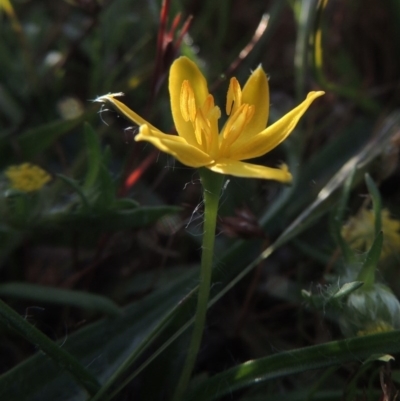Hypoxis hygrometrica (Golden Weather-grass) at Rob Roy Range - 18 Oct 2014 by MichaelBedingfield