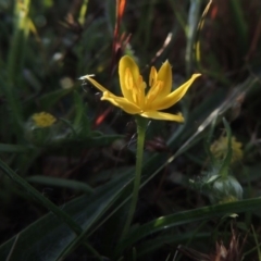 Hypoxis hygrometrica at Rob Roy Spring 1(M) - 18 Oct 2014