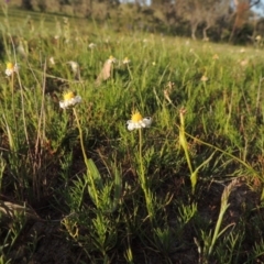 Calotis anthemoides (Chamomile Burr-daisy) at Tuggeranong DC, ACT - 18 Oct 2014 by MichaelBedingfield
