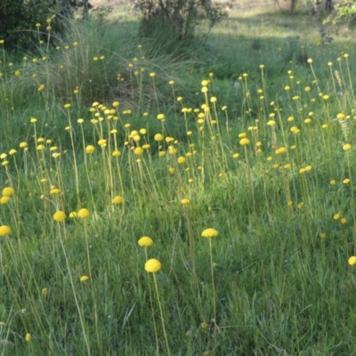 Craspedia variabilis (Common Billy Buttons) at Tuggeranong DC, ACT - 18 Oct 2014 by MichaelBedingfield