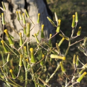 Senecio quadridentatus at Tuggeranong DC, ACT - 18 Oct 2014