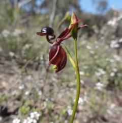 Caleana major (Large Duck Orchid) at Mount Jerrabomberra QP - 22 Oct 2014 by KGroeneveld