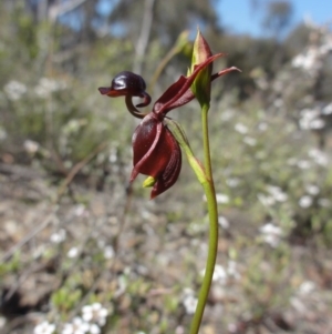 Caleana major at Jerrabomberra, NSW - 23 Oct 2014