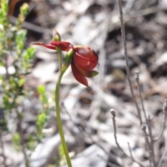 Caleana major at Jerrabomberra, NSW - 23 Oct 2014