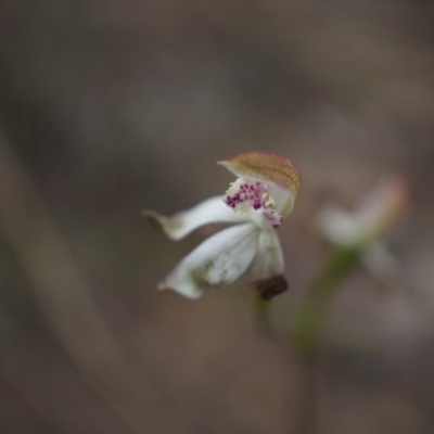 Caladenia moschata (Musky Caps) at Canberra Central, ACT - 24 Oct 2014 by AaronClausen