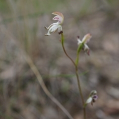 Caladenia moschata at Canberra Central, ACT - suppressed
