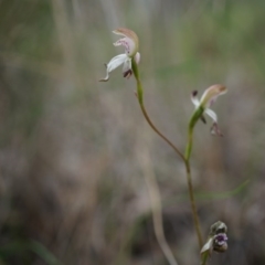 Caladenia moschata at Canberra Central, ACT - suppressed