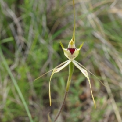 Caladenia atrovespa (Green-comb Spider Orchid) at Hackett, ACT - 24 Oct 2014 by AaronClausen