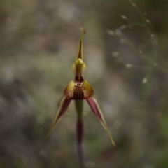 Caladenia actensis (Canberra Spider Orchid) at Canberra Central, ACT - 24 Oct 2014 by AaronClausen