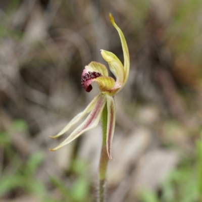 Caladenia actensis (Canberra Spider Orchid) by AaronClausen