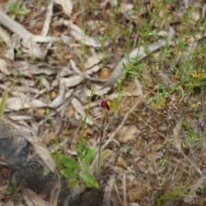 Caladenia actensis at suppressed - 24 Oct 2014