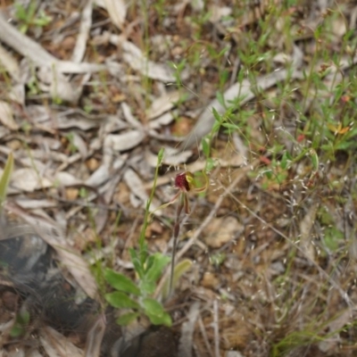 Caladenia actensis (Canberra Spider Orchid) at Canberra Central, ACT - 24 Oct 2014 by AaronClausen