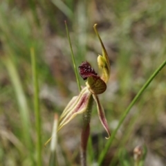Caladenia actensis (Canberra Spider Orchid) by AaronClausen