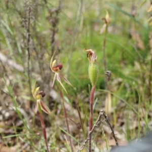 Caladenia actensis at suppressed - 24 Oct 2014