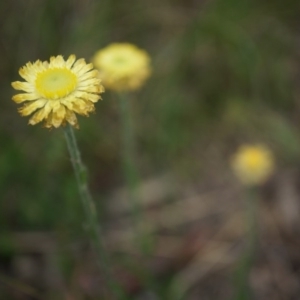 Coronidium scorpioides at Canberra Central, ACT - 24 Oct 2014