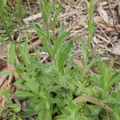 Coronidium scorpioides at Canberra Central, ACT - 24 Oct 2014