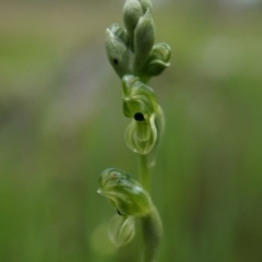 Hymenochilus bicolor (ACT) = Pterostylis bicolor (NSW) (Black-tip Greenhood) at Majura, ACT - 24 Oct 2014 by AaronClausen