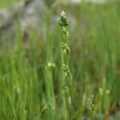 Hymenochilus bicolor (ACT) = Pterostylis bicolor (NSW) at Majura, ACT - suppressed