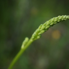 Microtis sp. (Onion Orchid) at Majura, ACT - 24 Oct 2014 by AaronClausen