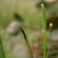 Microtis sp. (Onion Orchid) at Mount Majura - 24 Oct 2014 by AaronClausen