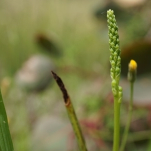 Microtis sp. at Mount Majura - suppressed