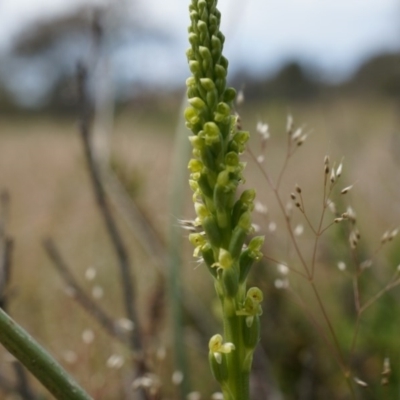 Microtis sp. (Onion Orchid) at Mount Majura - 24 Oct 2014 by AaronClausen