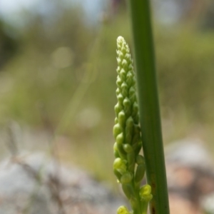 Microtis sp. at Majura, ACT - suppressed