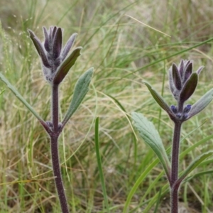 Ajuga australis at Canberra Central, ACT - 24 Oct 2014