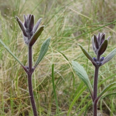 Ajuga australis (Austral Bugle) at Canberra Central, ACT - 24 Oct 2014 by AaronClausen