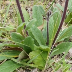 Ajuga australis at Canberra Central, ACT - 24 Oct 2014