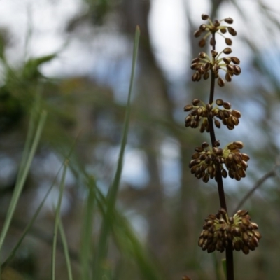 Lomandra multiflora (Many-flowered Matrush) at Canberra Central, ACT - 24 Oct 2014 by AaronClausen