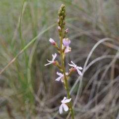 Stylidium sp. (Trigger Plant) at Canberra Central, ACT - 24 Oct 2014 by AaronClausen